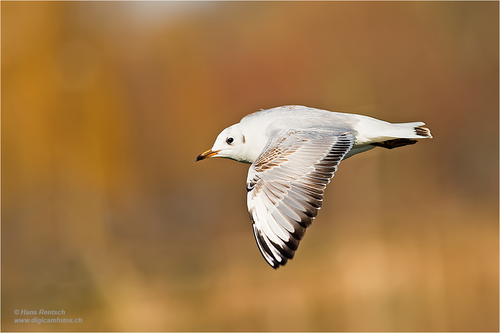 Lachmöwe Flugstudien