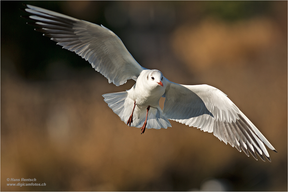 Lachmöwe Flugstudien