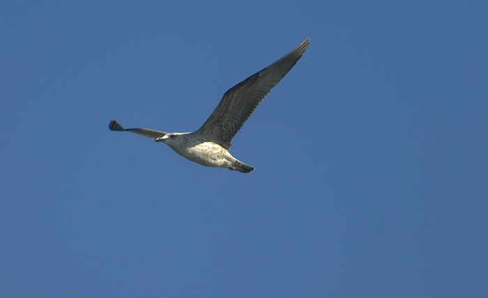 Möwe in der Camarque