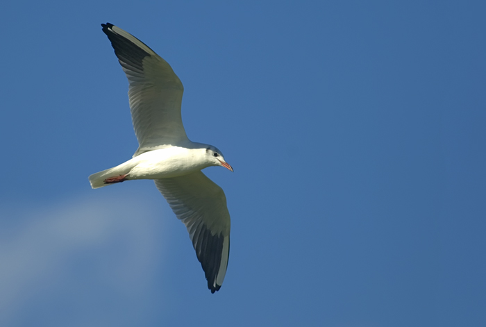 Möwe in der Camarque