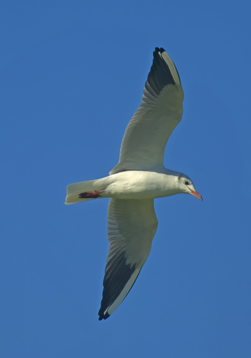 Möwe in der Camarque