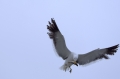 Möwe hat sich einen Fisch geschnappt