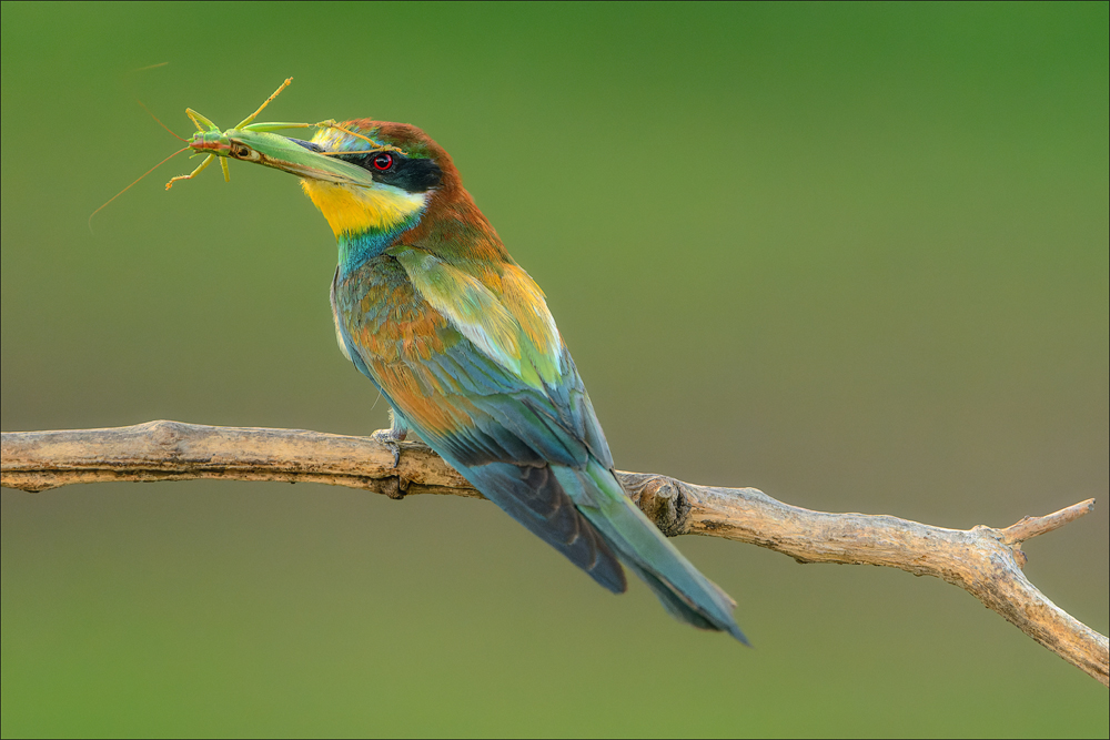 Bienenfresser