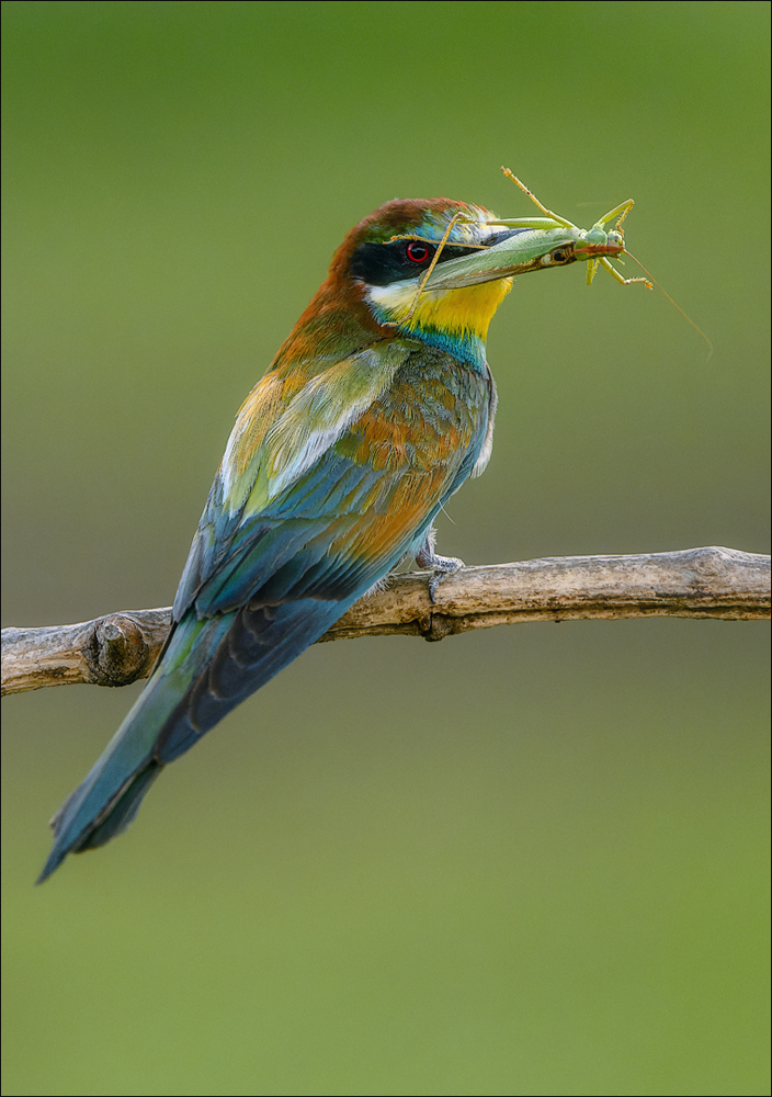 Bienenfresser