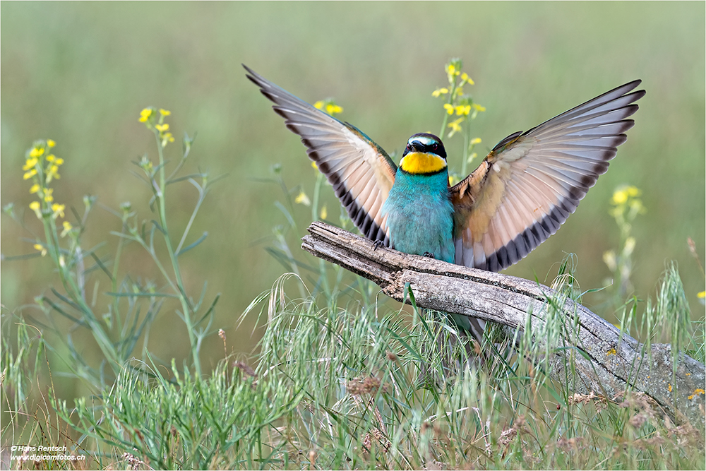 Bienenfresser