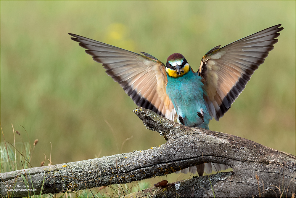 Bienenfresser