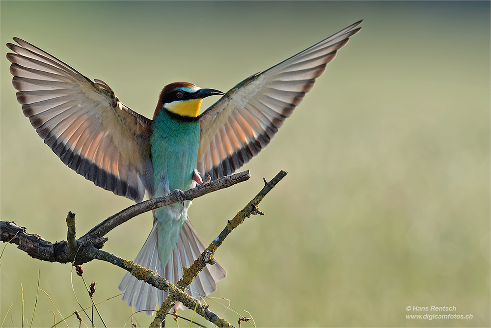 Bienenfresser