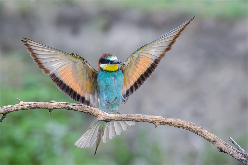 Bienenfresser