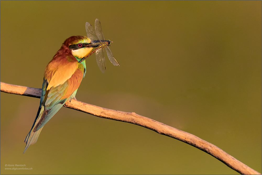 Bienenfresser