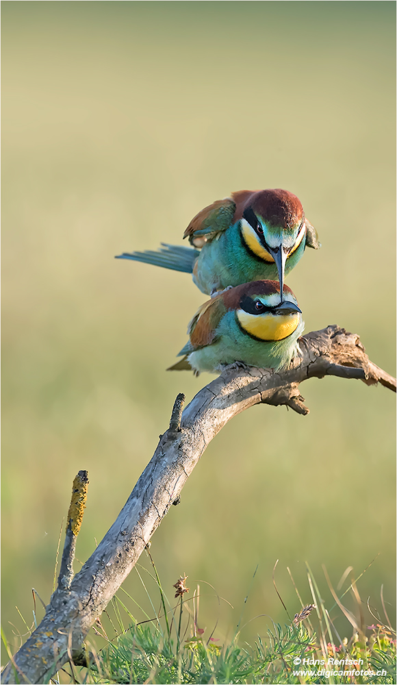 Bienenfresser