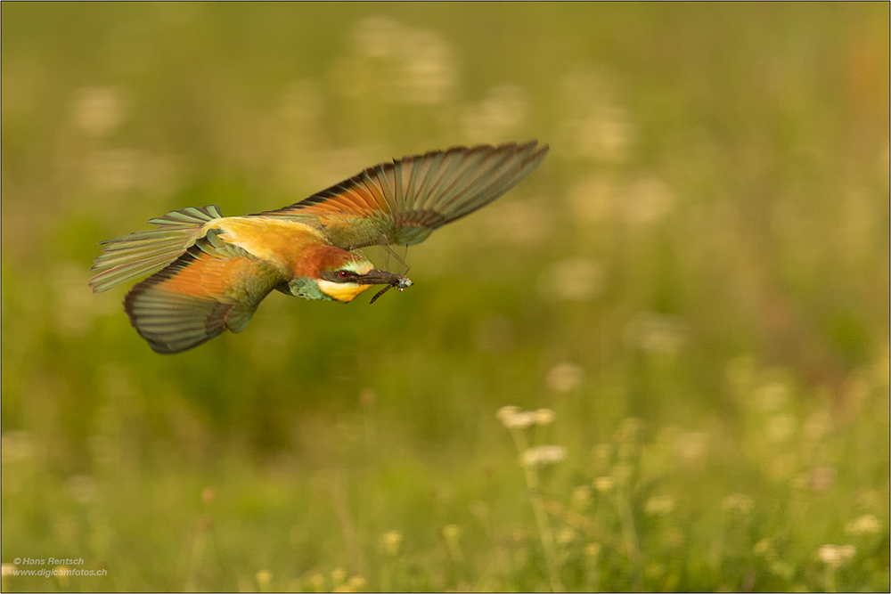 Bienenfresser