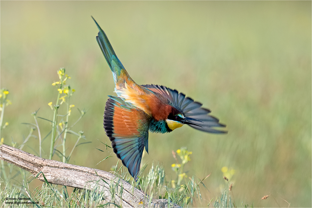 Bienenfresser