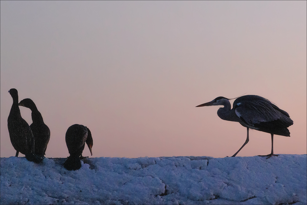 Graureiher & Kormoran