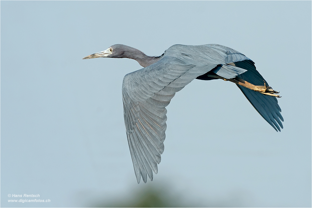 Kleiner Blaureiher