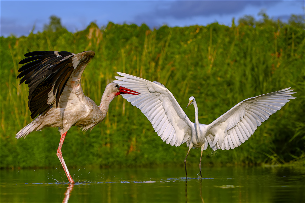 Silberreiher & Weissstorch