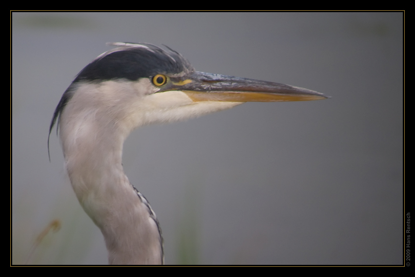 Graureiher Portrait