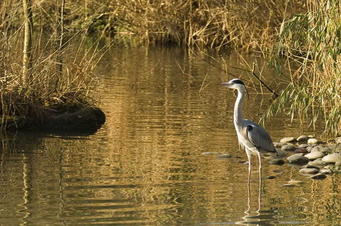 Fischreiher der auf Beute wartet