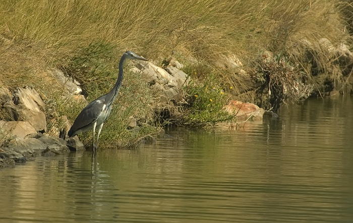 Fischreiher in der Camarque