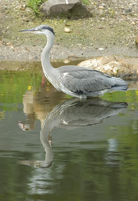 Fischreiher