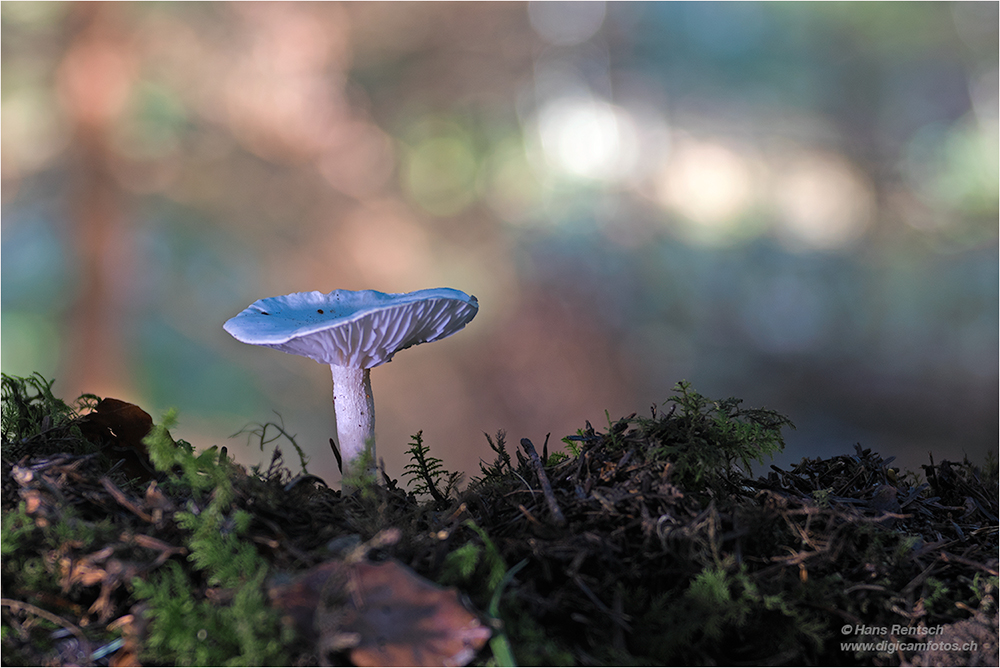 Pilze im tiefen Walde