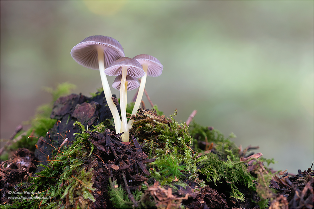 Pilze im tiefen Walde