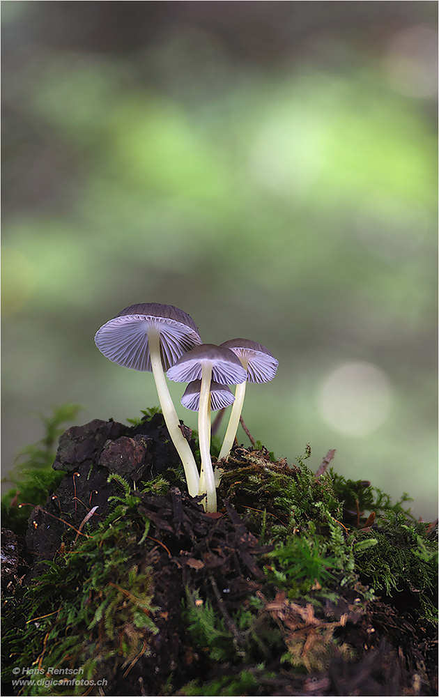 Pilze im tiefen Walde