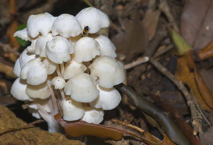 Pilze, Montagne d'Ambre, Madagaskar