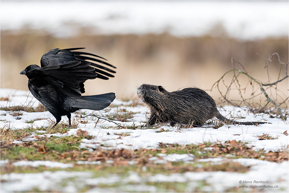 Nutria & Krähe