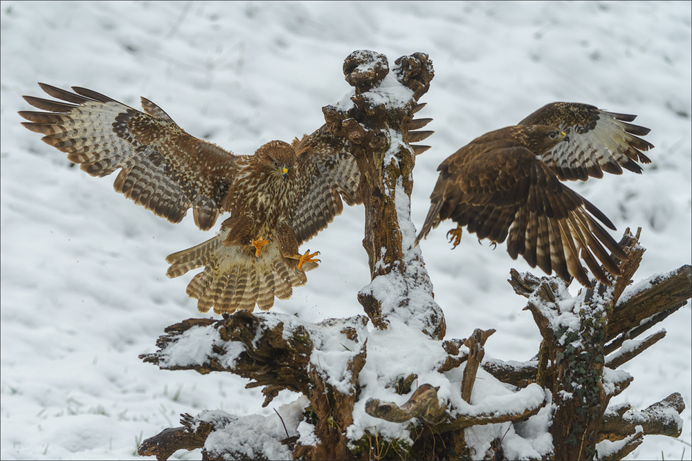 Mäusebussard