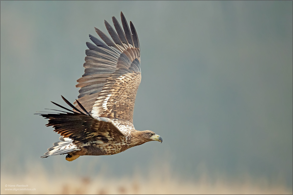 Seeadler