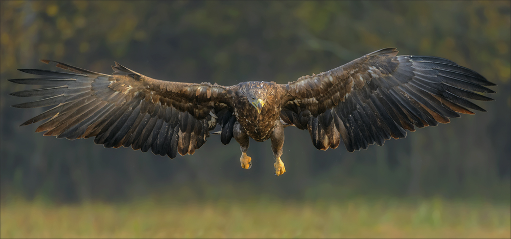 Seeadler