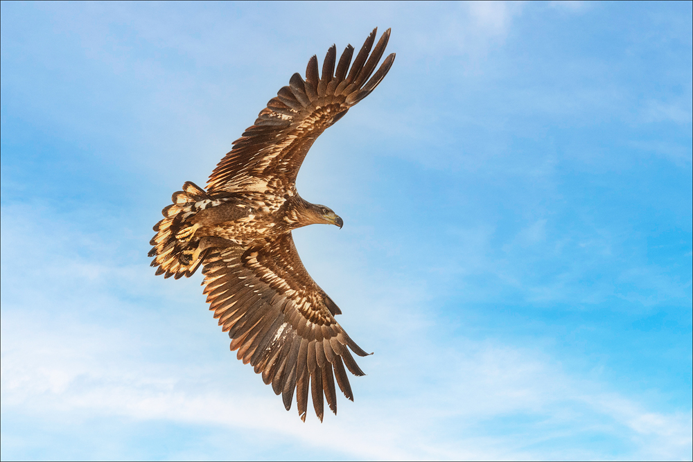 Seeadler