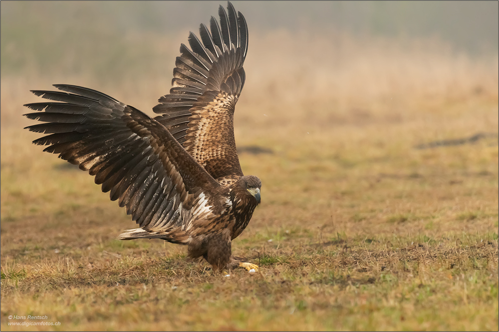 Seeadler