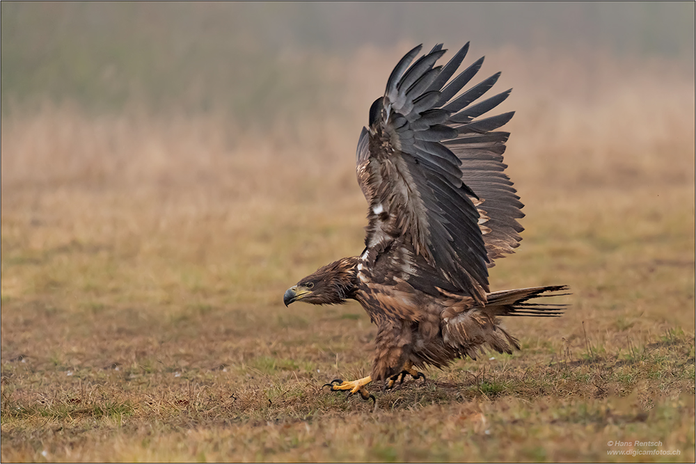 Seeadler