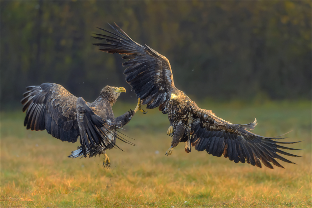 Seeadler