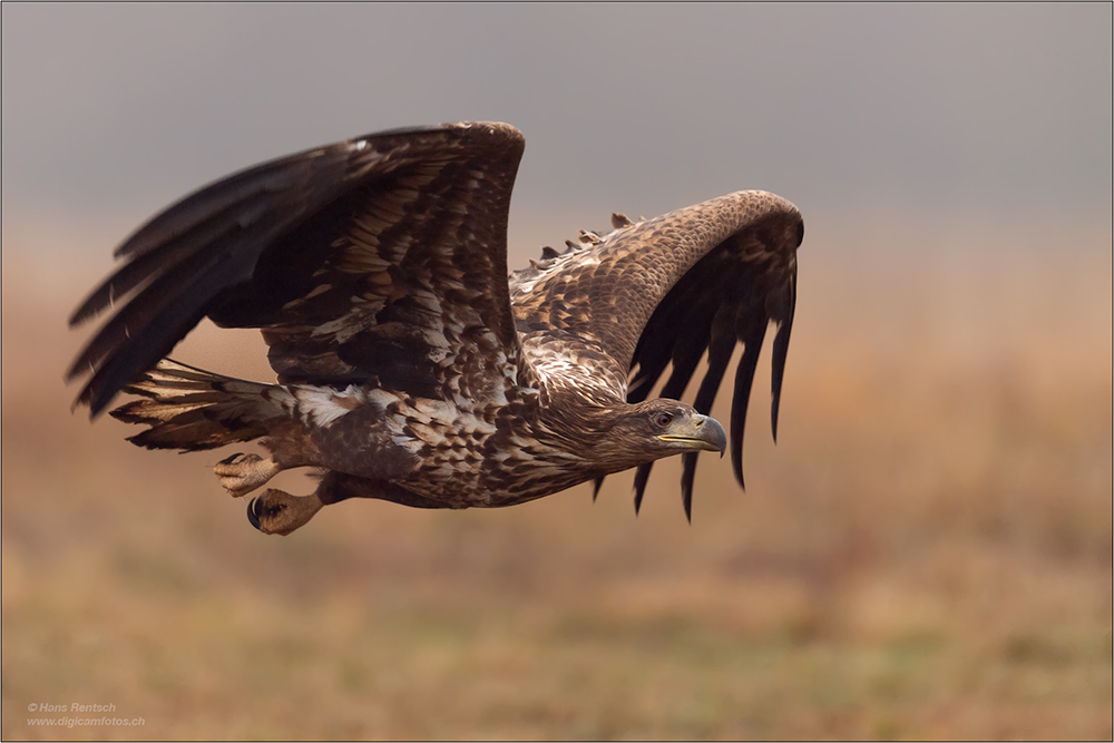 Seeadler