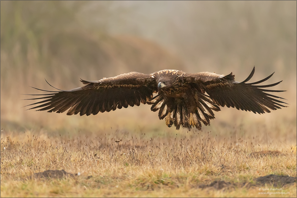 Seeadler