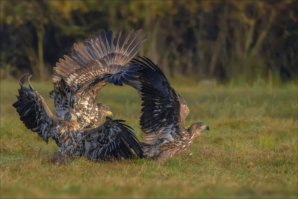 Seeadler