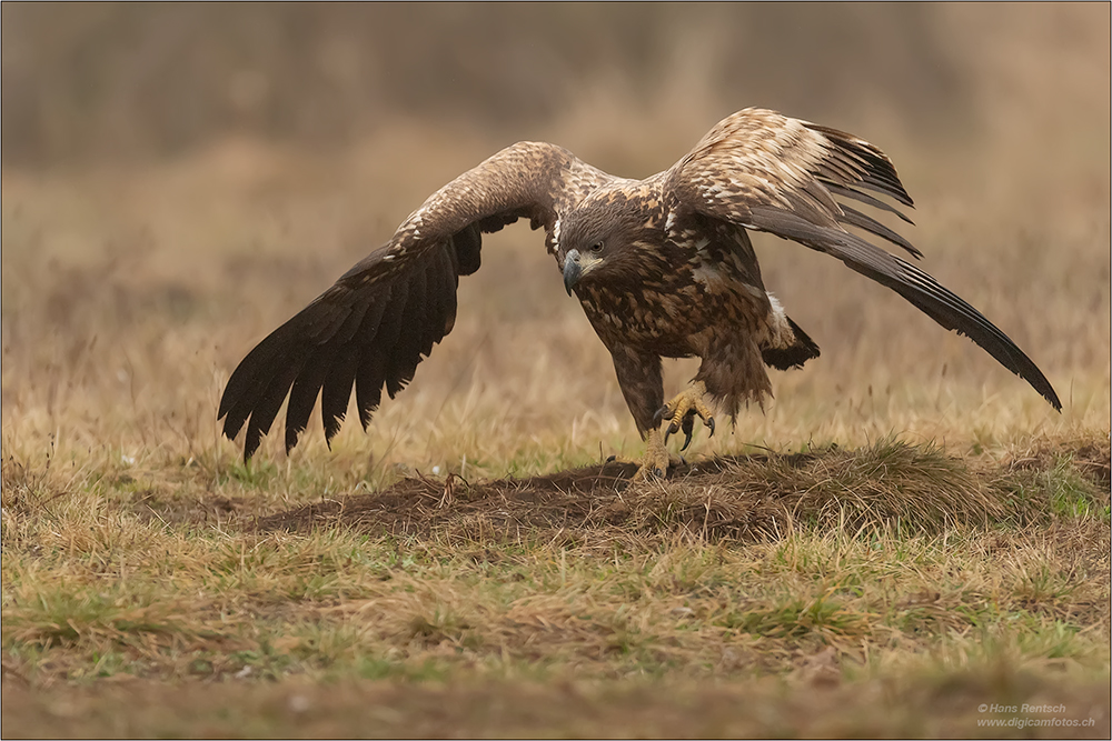 Seeadler