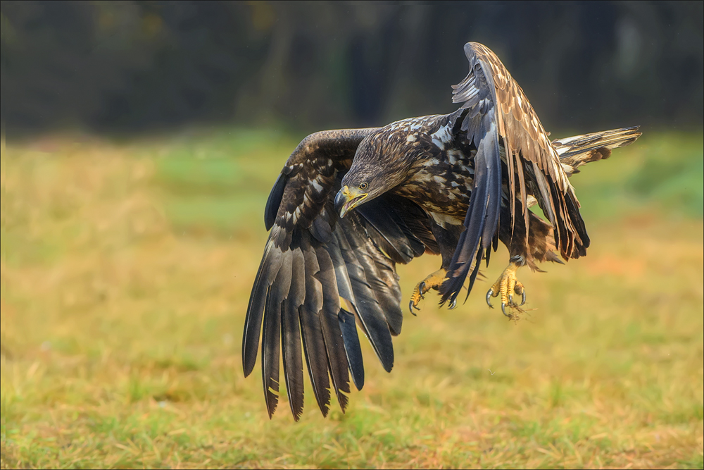 Seeadler