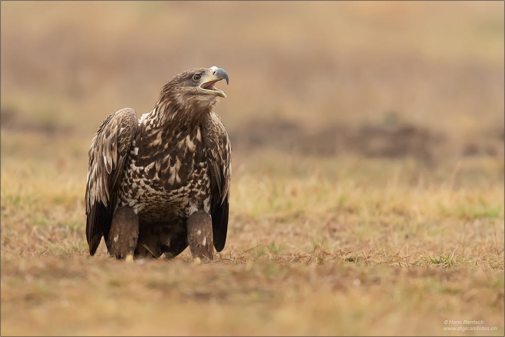 Seeadler