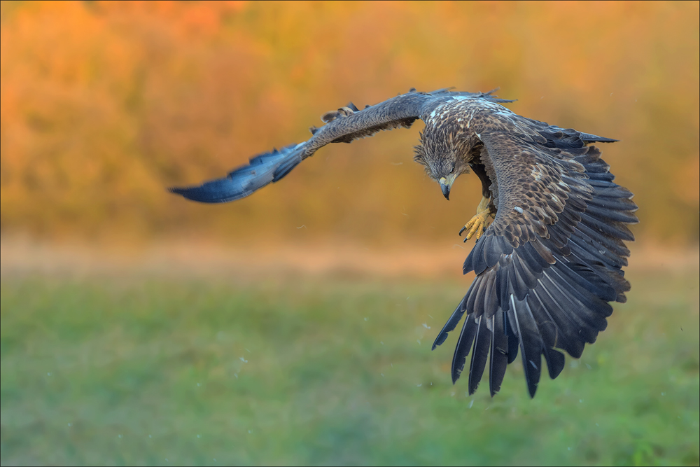 Seeadler