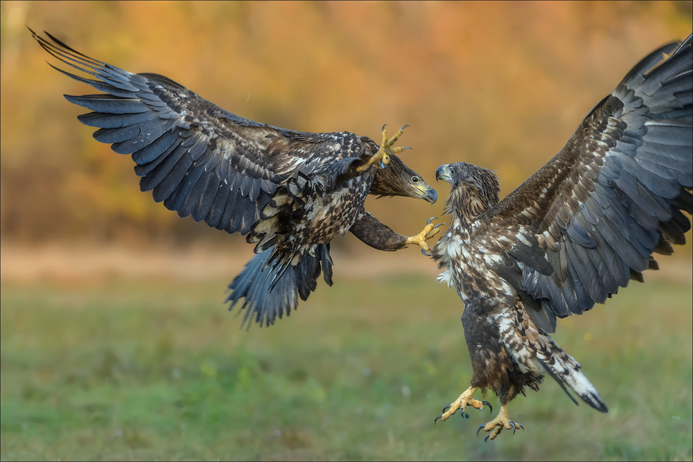 Seeadler