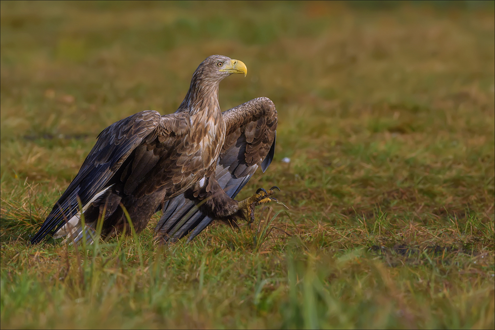 Seeadler