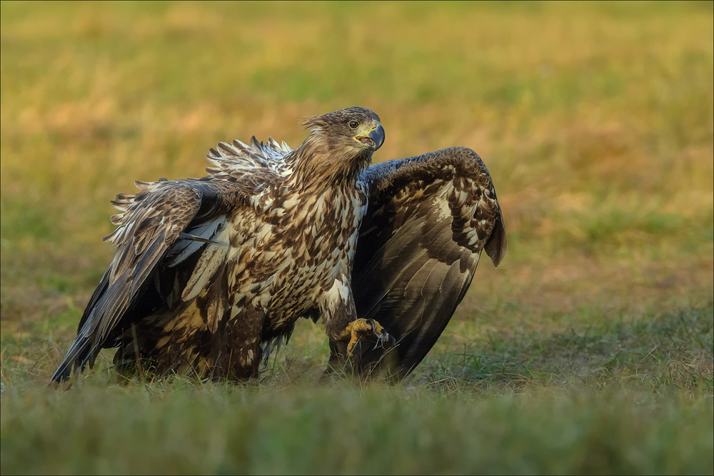 Seeadler