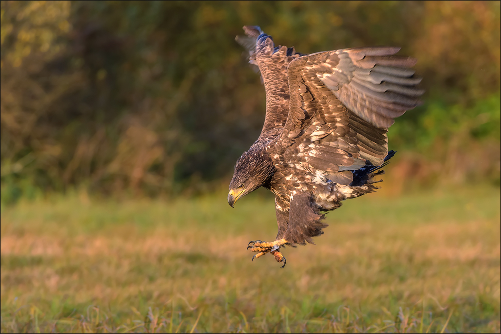 Seeadler