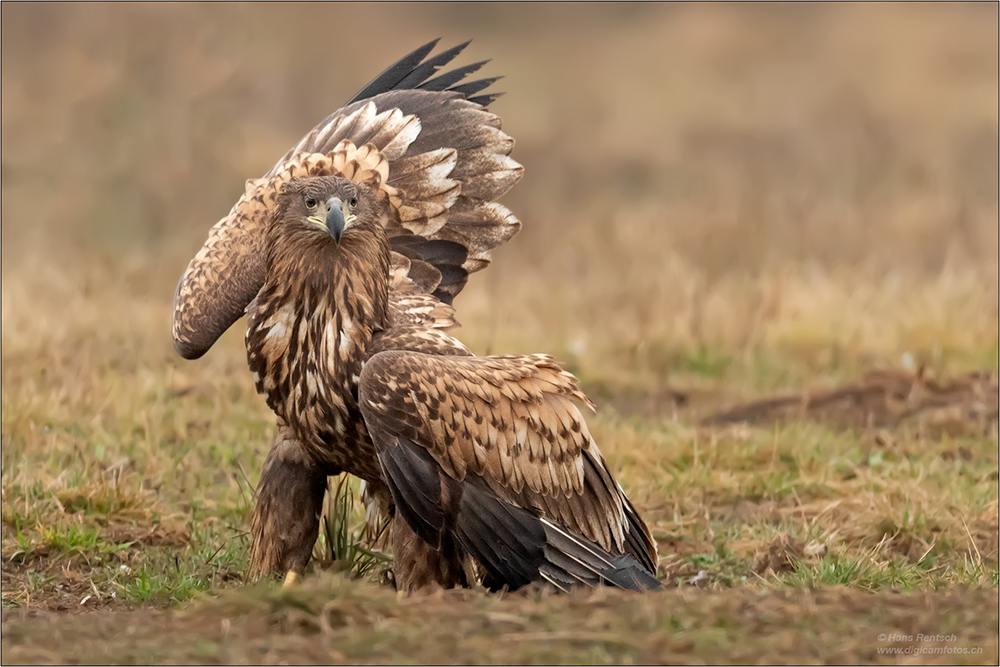 Seeadler