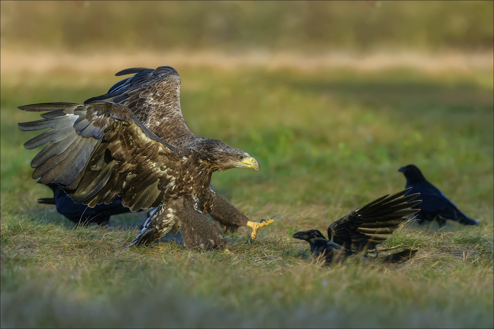 Seeadler