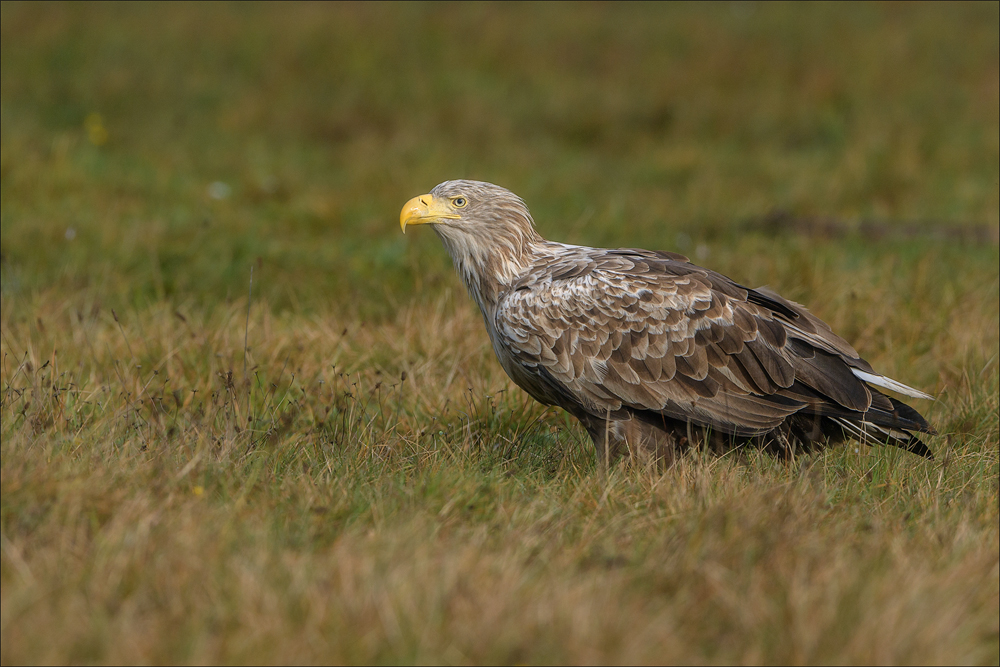 Seeadler