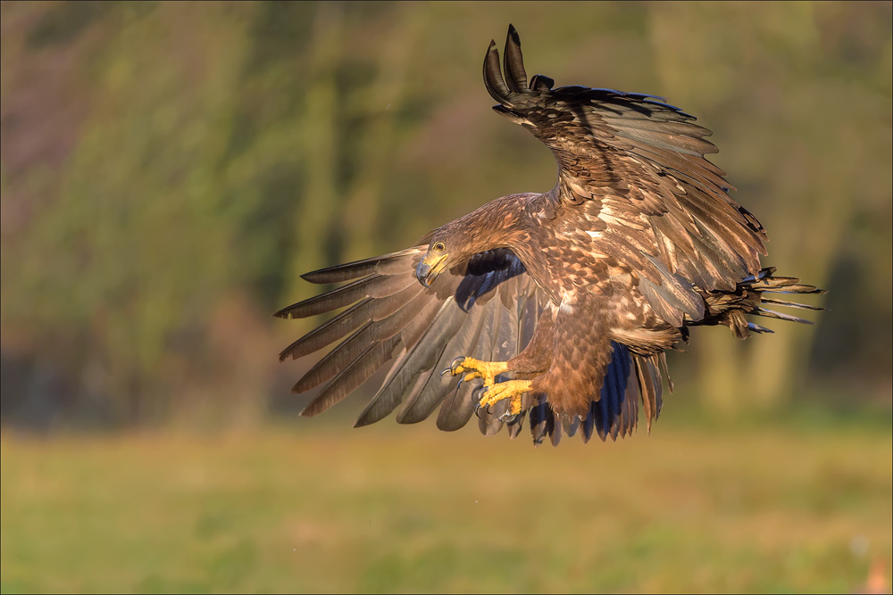 Seeadler